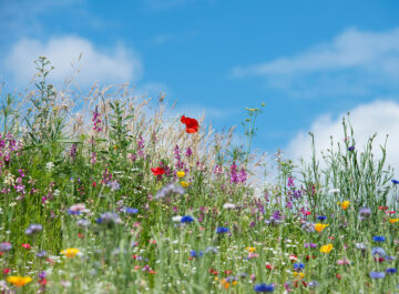 Farbenfrohe Blumenwiese mit Mohn und Wildblumen unter blauem Himmel und weißen Wolken