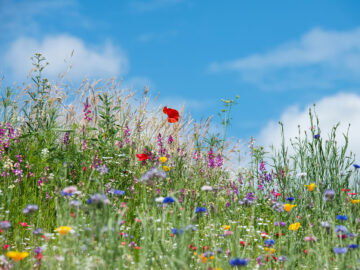 Farbenfrohe Blumenwiese mit Mohn und Wildblumen unter blauem Himmel und weißen Wolken