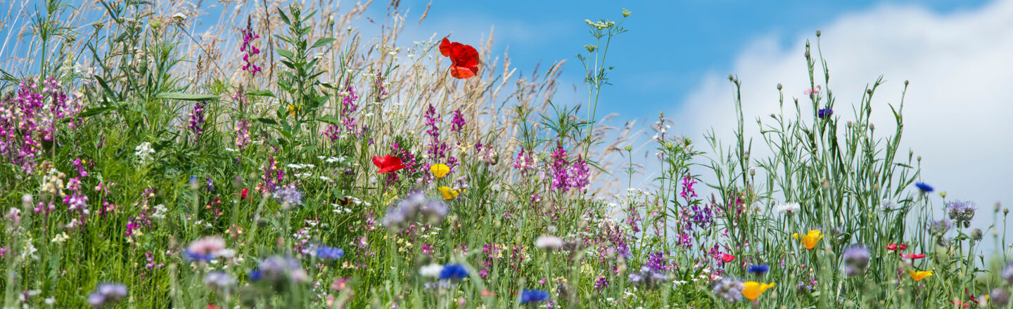 Farbenfrohe Blumenwiese mit Mohn und Wildblumen unter blauem Himmel und weißen Wolken