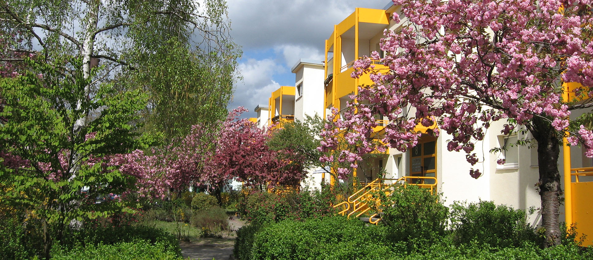 Wohnhäuser mit gelben Balkonen, umgeben von üppigem Grün; blühende rosa Kirschbäume säumen einen schmalen Gehweg im Frühling.